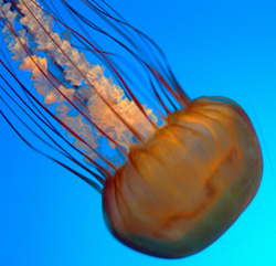 Eukaryotic cell/jellyfish-like animal - Geologic Time Scale